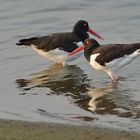 Haematopus palliatus