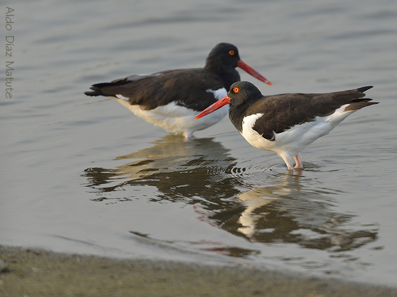 Haematopus palliatus