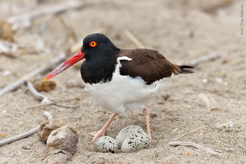 Haematopus palliatus