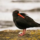 Haematopus unicolor