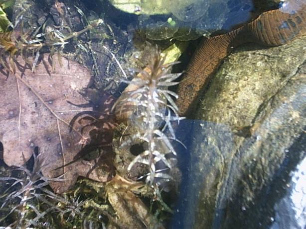 Haemopis Sanguisuga - Pferdeegel im Teich