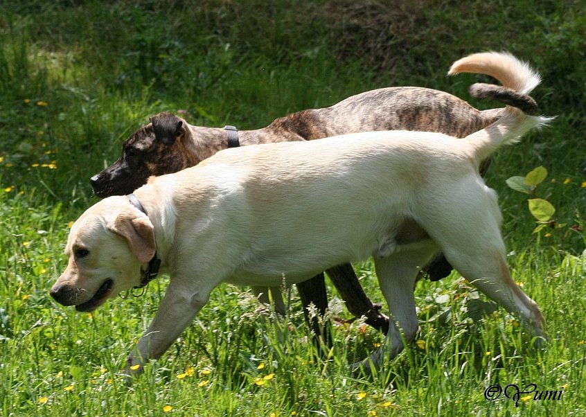 "händchen" halten auf hundeart?