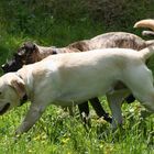 "händchen" halten auf hundeart?