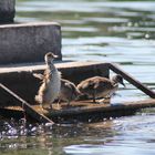 Hände (Fügel) hoch..