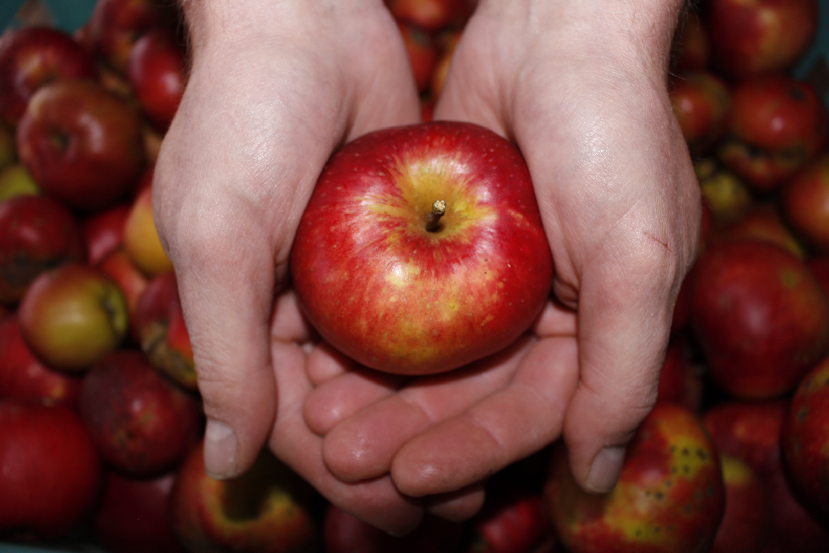 Hände halten Apfel