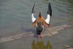 "Hände" hoch - Nilgans am Mainufer in Frankfurt