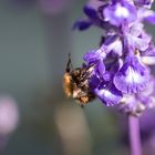 Hände hoch und gaaanz langsam die Zunge aus der Blüte! 