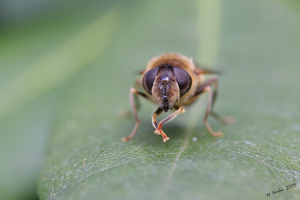 " Hände" reiben Foto & Bild tiere, wildlife, insekten Bilder auf
