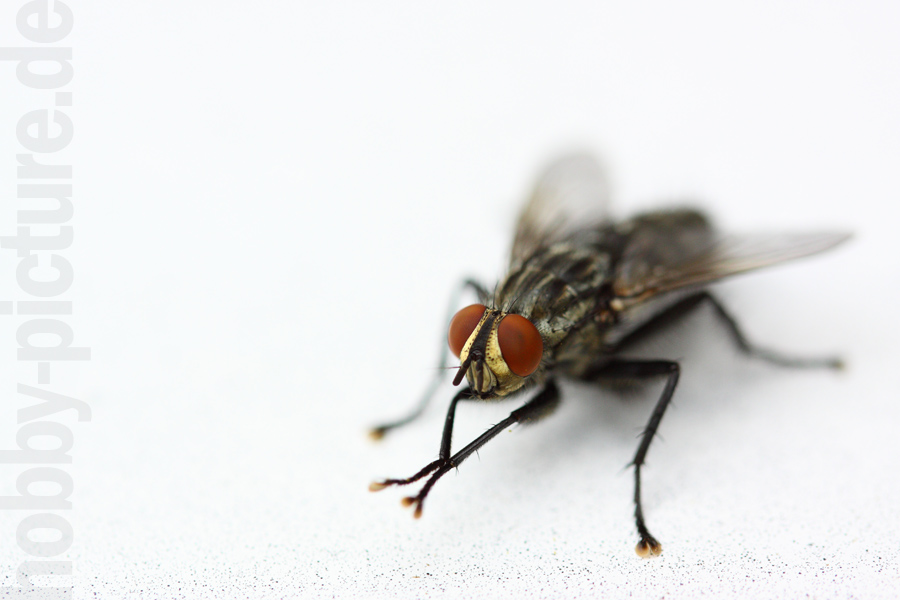 "Hände" reiben... oder was sind das? Foto & Bild naturmakros, naturkreativ