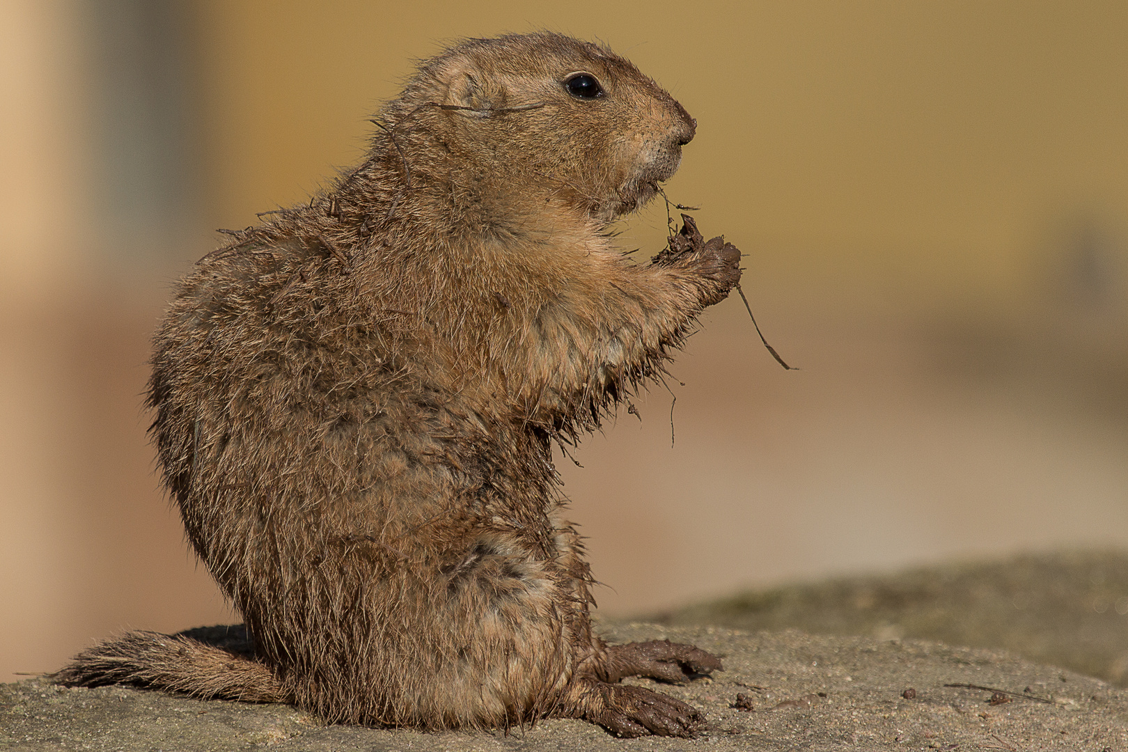 Hände waschen vor dem Essen wird überbewertet