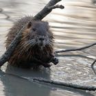 Händewaschen.. das A und O, auch bei der Nutria  (Myocastor coypus)