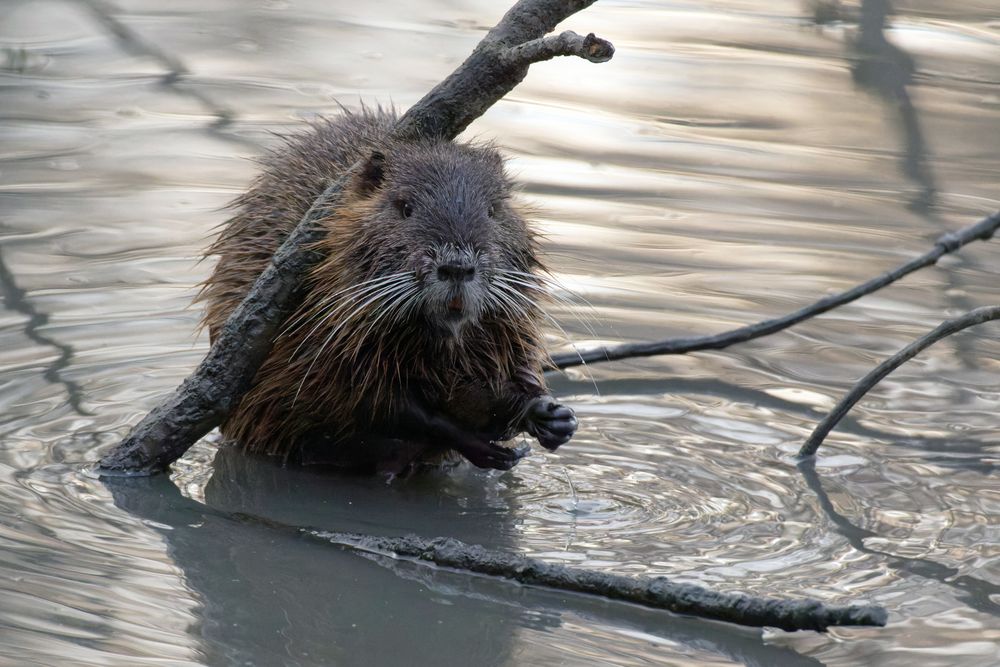 Händewaschen.. das A und O, auch bei der Nutria  (Myocastor coypus)