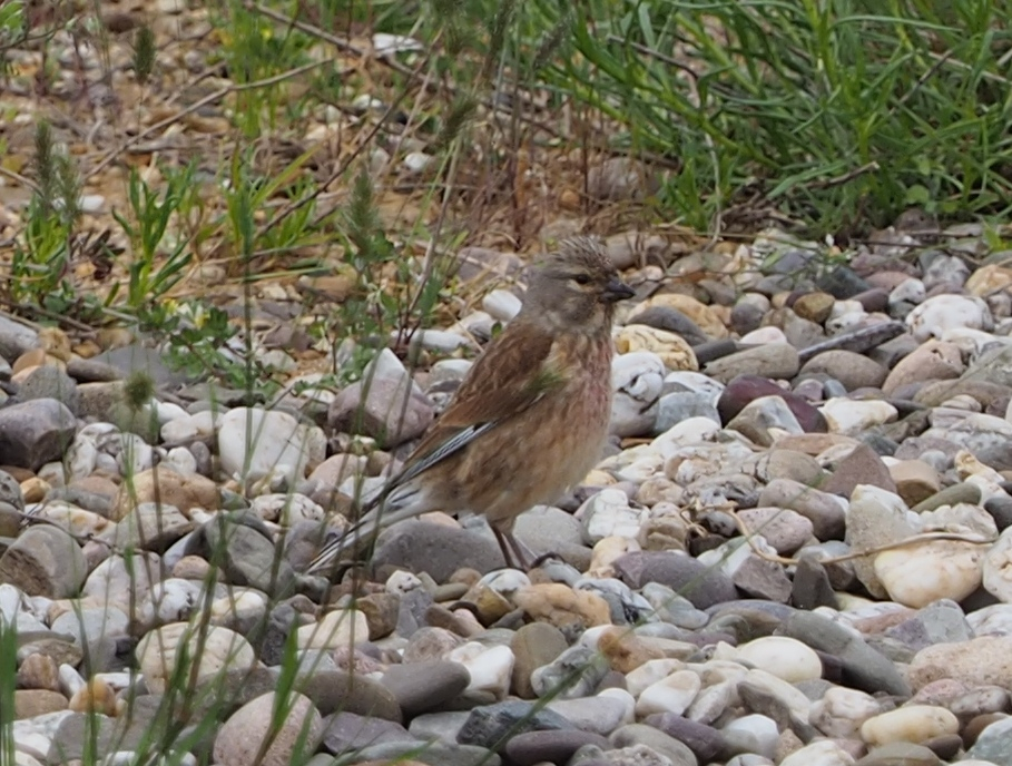 Hänfling (Acanthis cannabina)