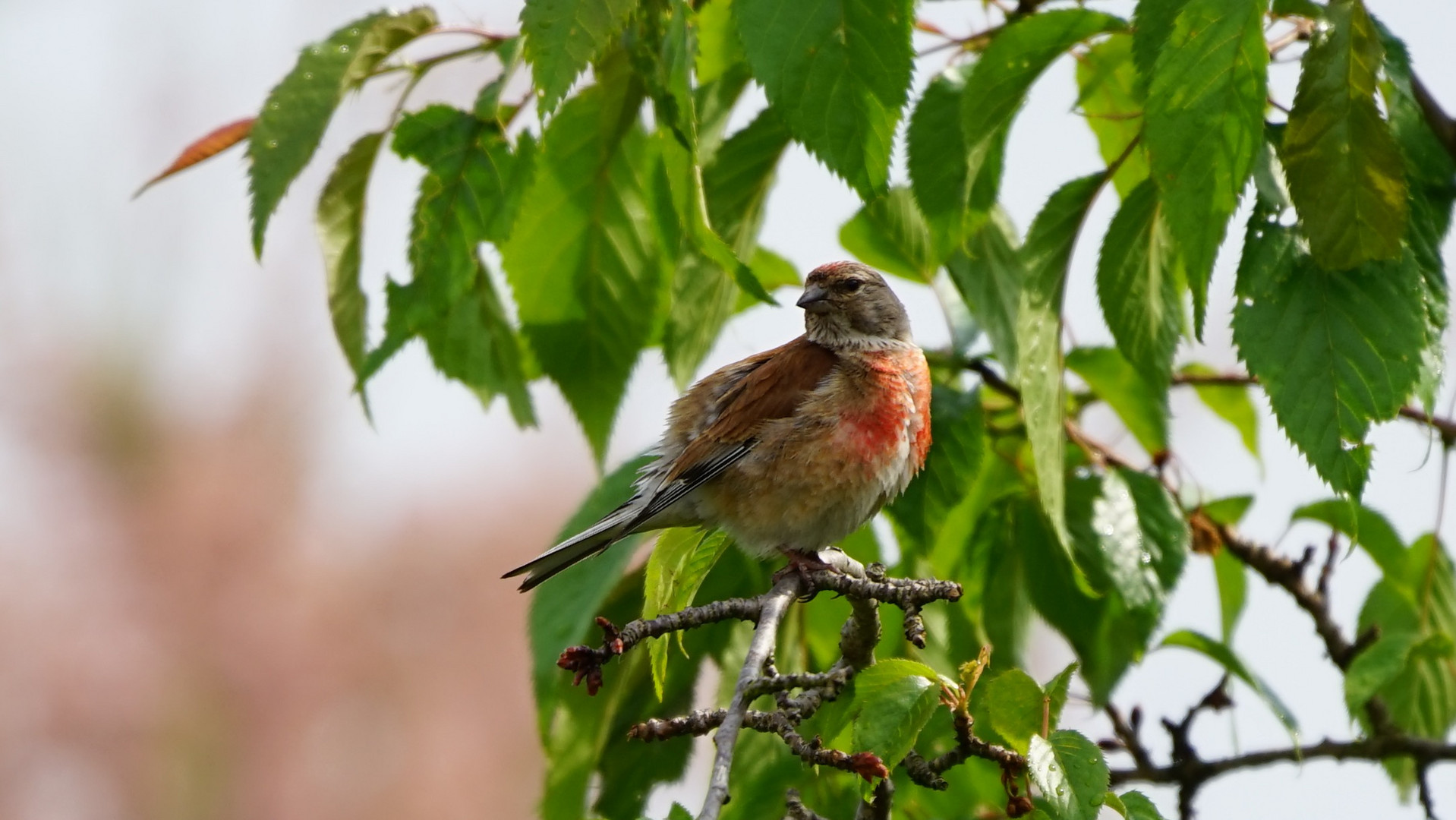 Hänfling im Kirschbaum