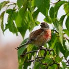 Hänfling im Kirschbaum