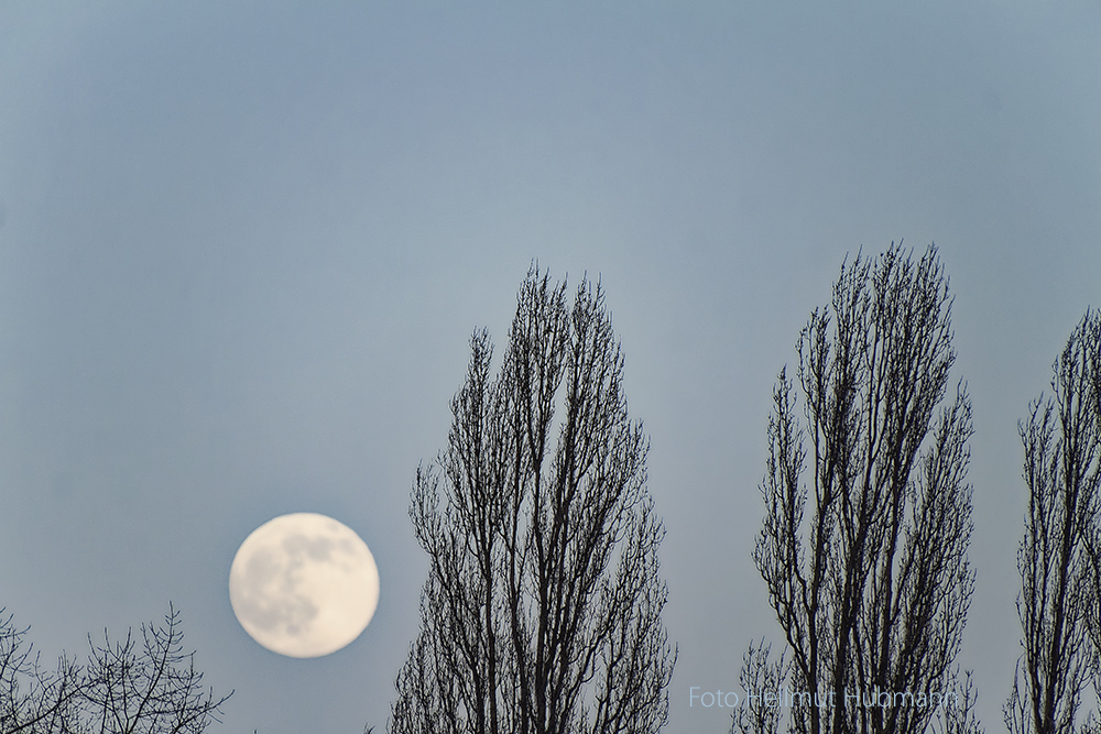 HÄNG' DEN MOND IN DIE BÄUME