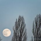 HÄNG' DEN MOND IN DIE BÄUME