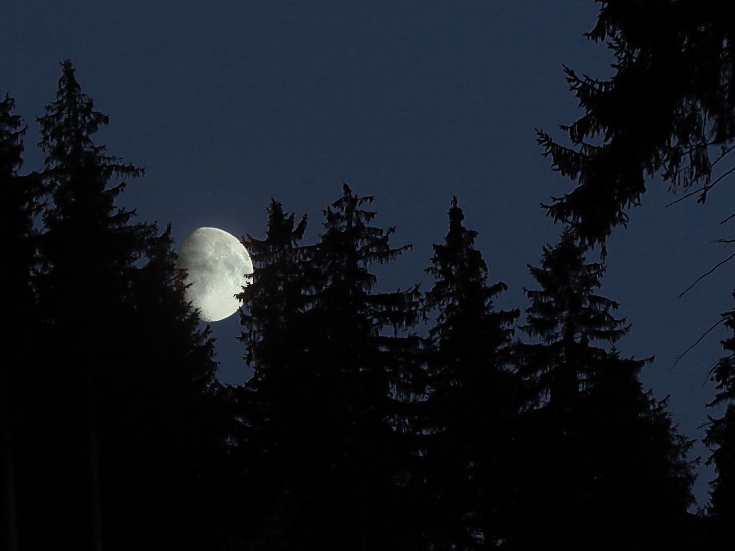 Häng`den Mond in die Bäume...