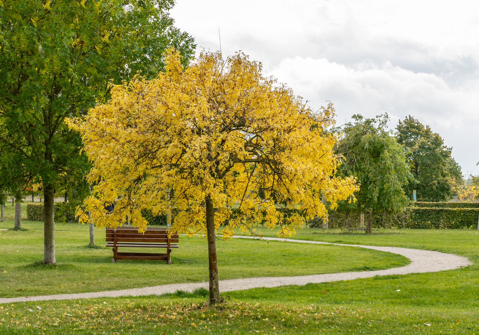 Hänge-Esche im Baumpark Thedinghausen