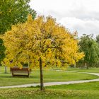 Hänge-Esche im Baumpark Thedinghausen