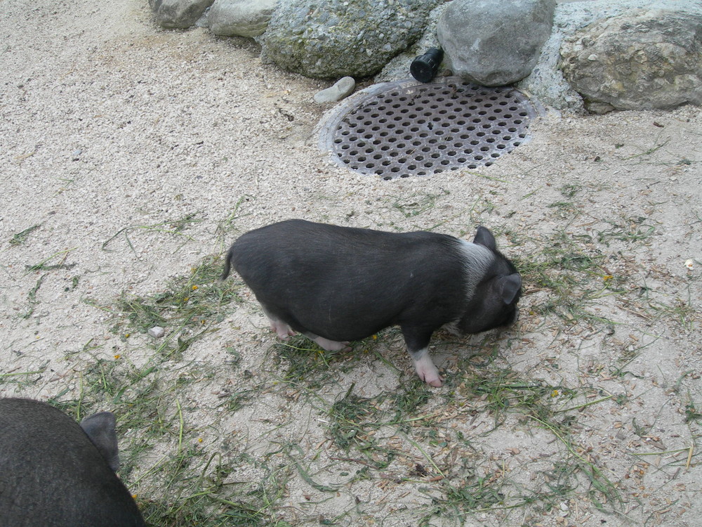 Hängebauch Schwein (Baby)