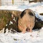 (Hängebauch-)Schwein - Ein saftiger Schinken