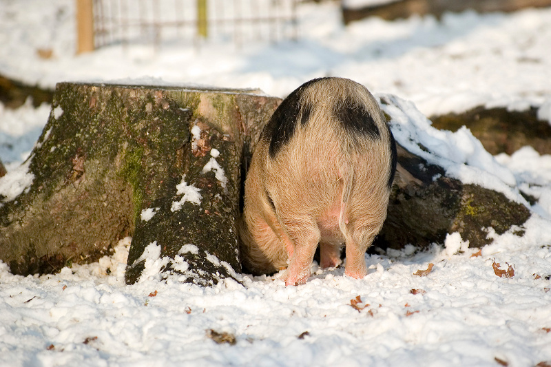 (Hängebauch-)Schwein - Ein saftiger Schinken