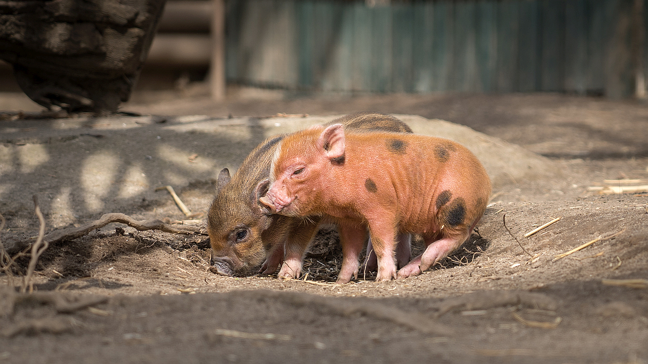 Hängebauchfuchs