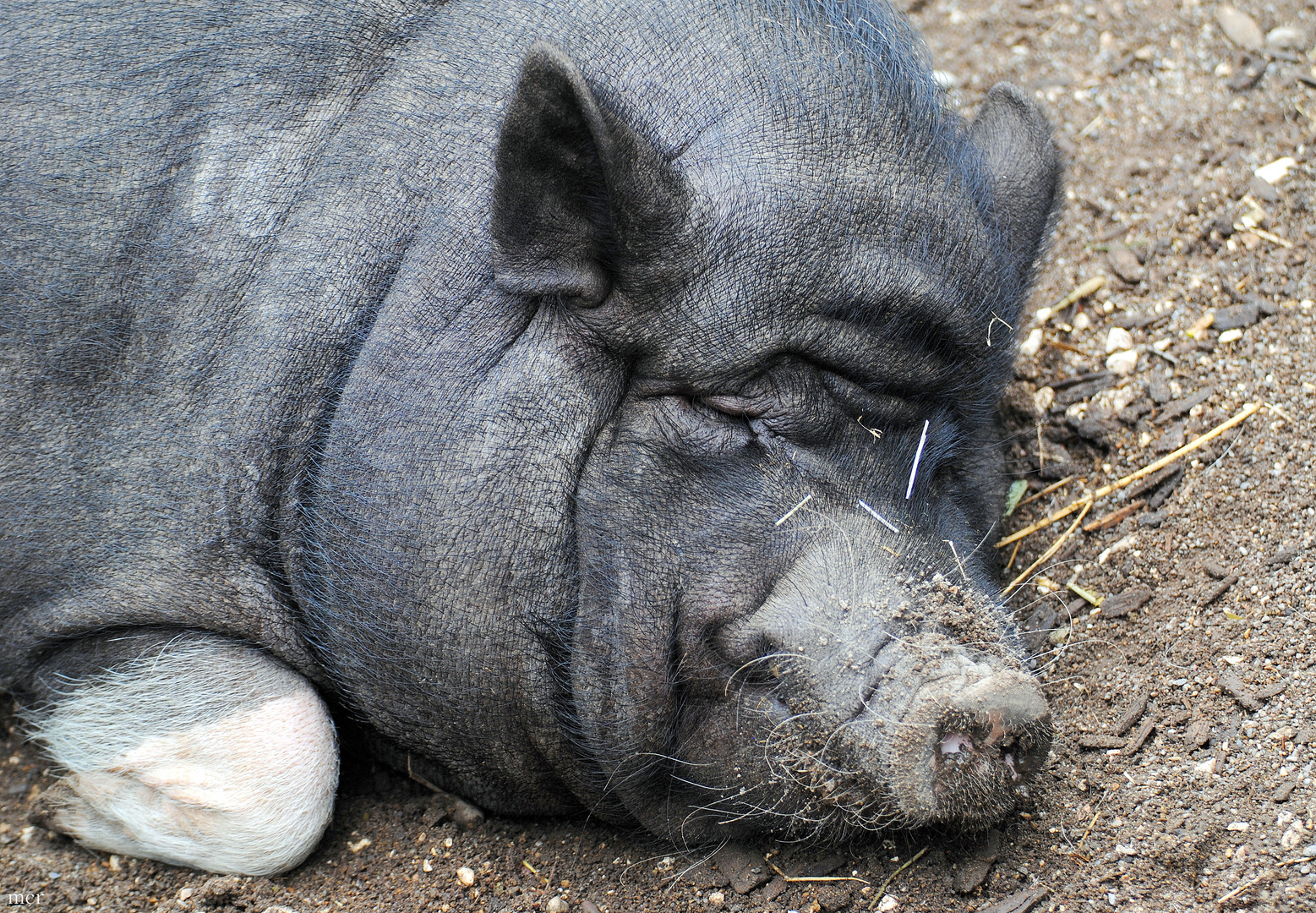 Hängebauchschwein