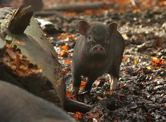 Hängebauchschwein