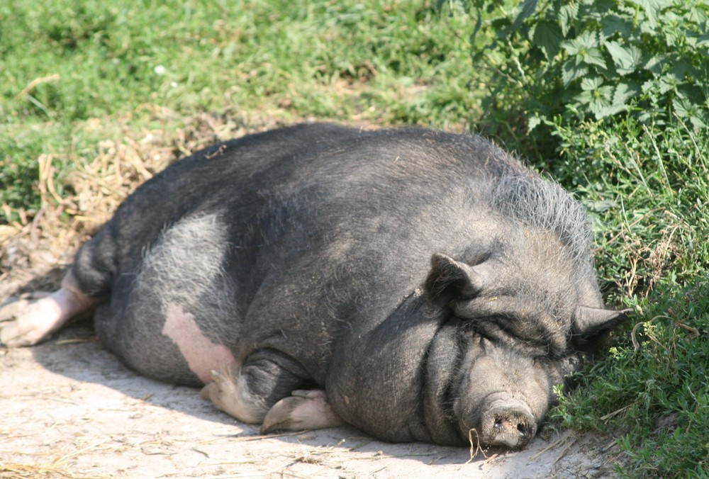 Hängebauchschwein