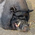 Hängebauchschwein