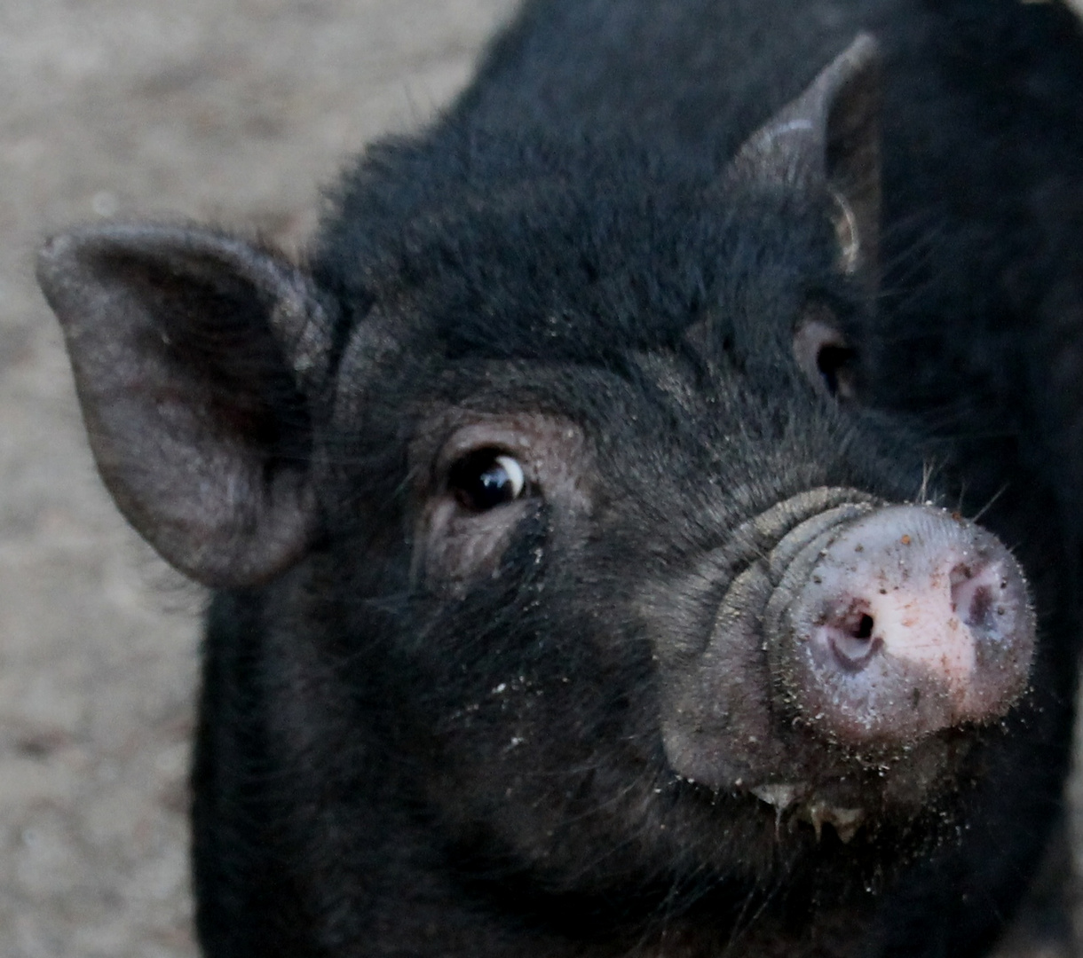 Hängebauchschwein