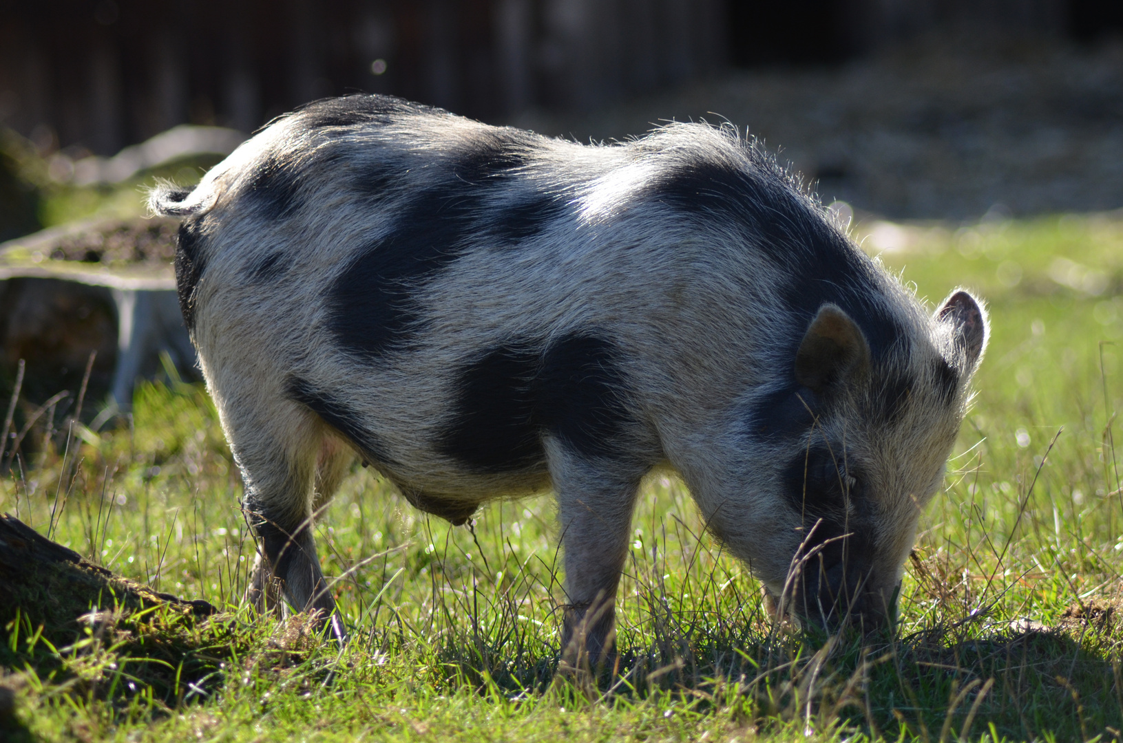 Hängebauchschwein