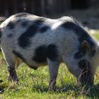 Hängebauchschwein