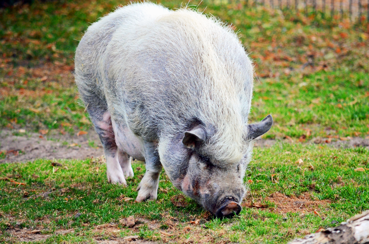 Hängebauchschwein