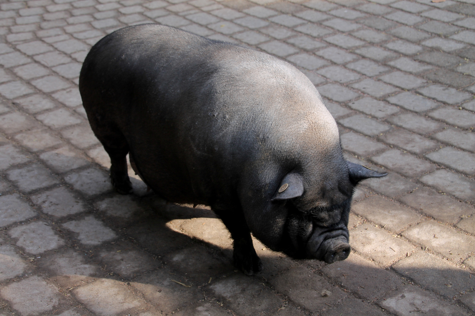 Hängebauchschwein