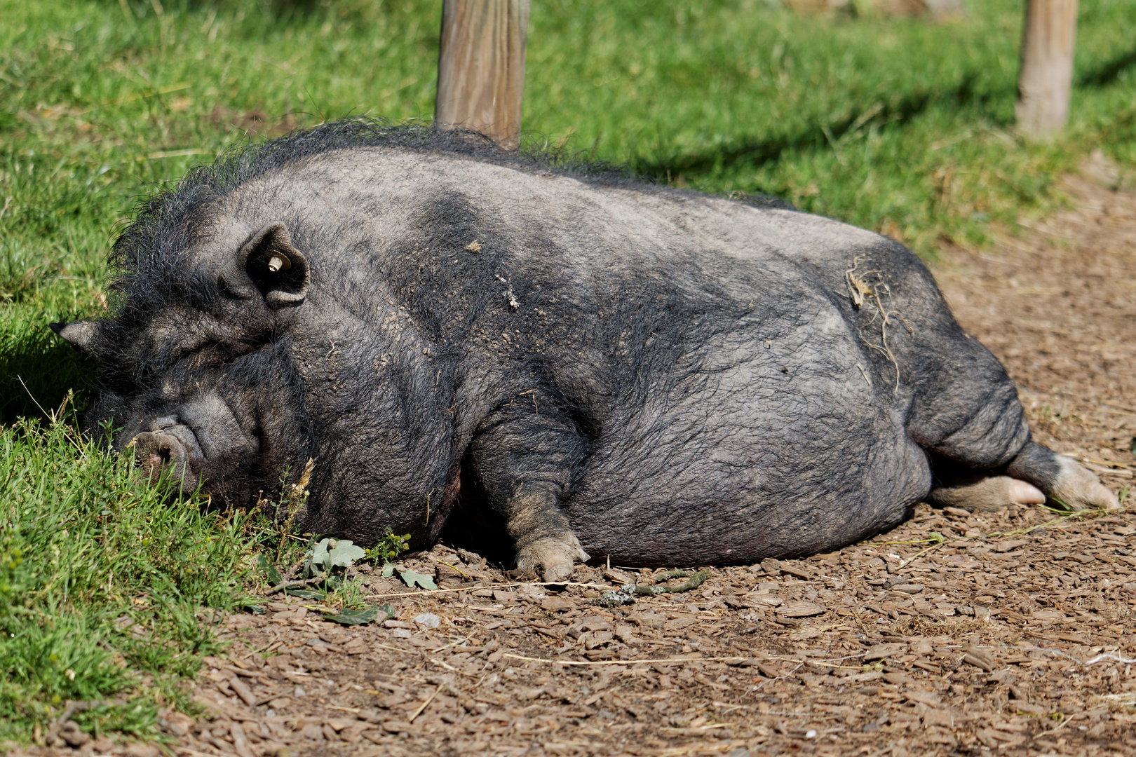 Hängebauchschwein Foto & Bild tiere, zoo, wildpark & falknerei, säugetiere Bilder auf