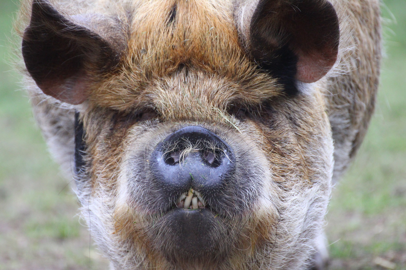 Hängebauchschwein