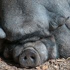 Hängebauchschwein