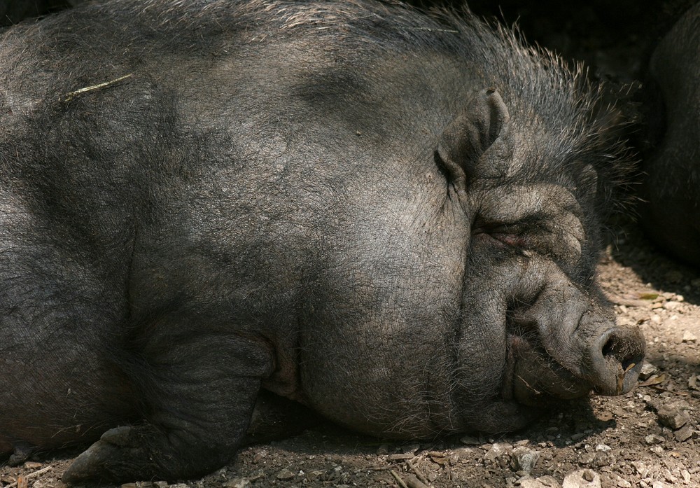 ..hängebauchschwein