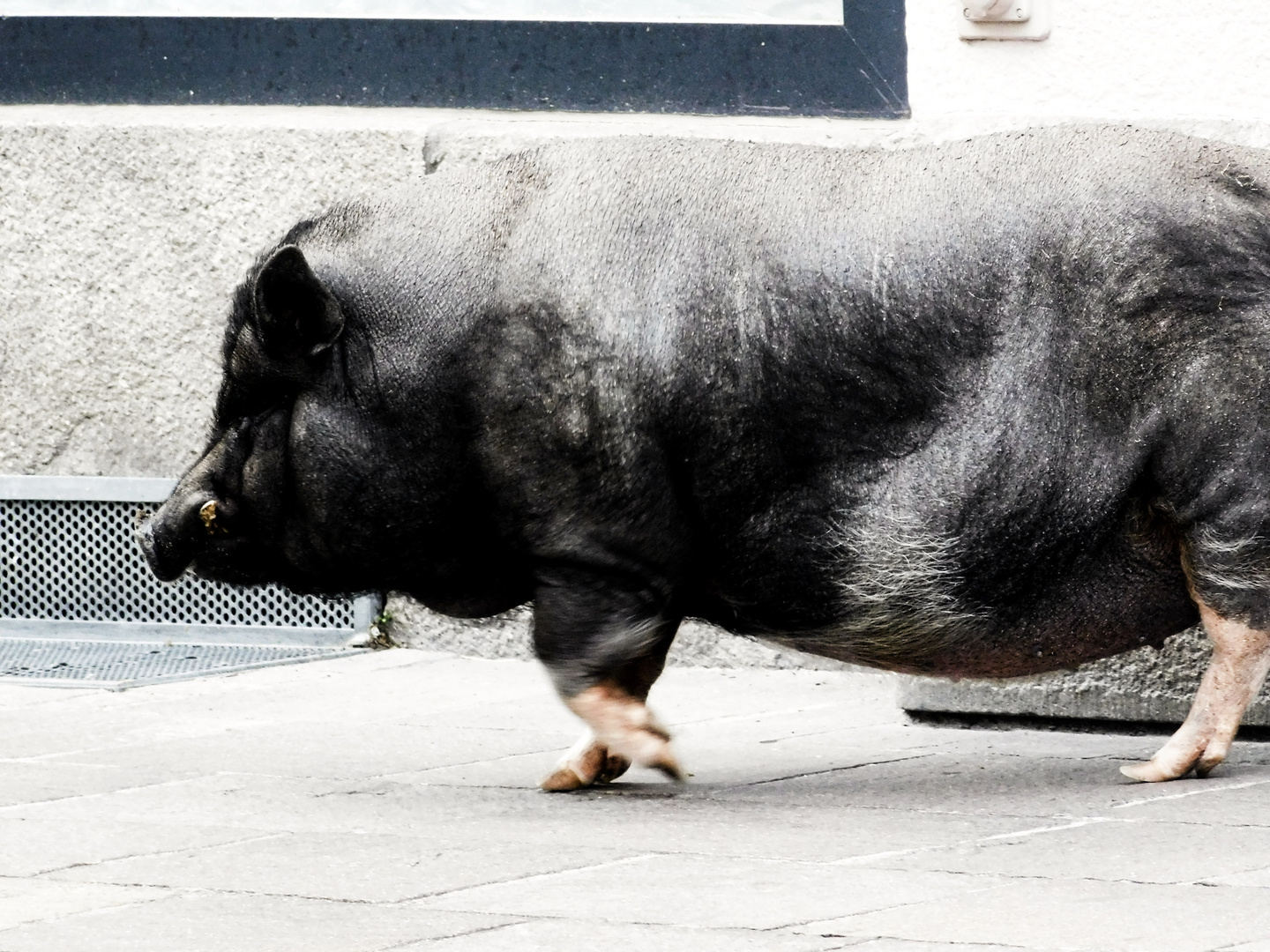 Hängebauchschwein beim Gassigehen