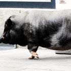 Hängebauchschwein beim Gassigehen