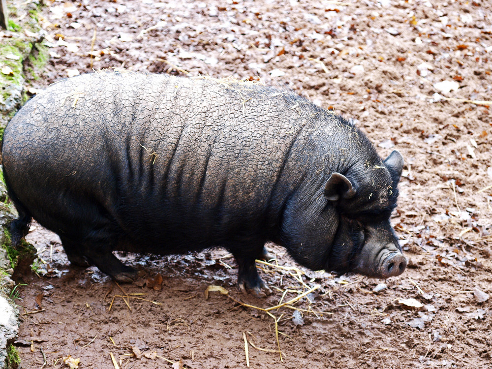 Hängebauchschwein