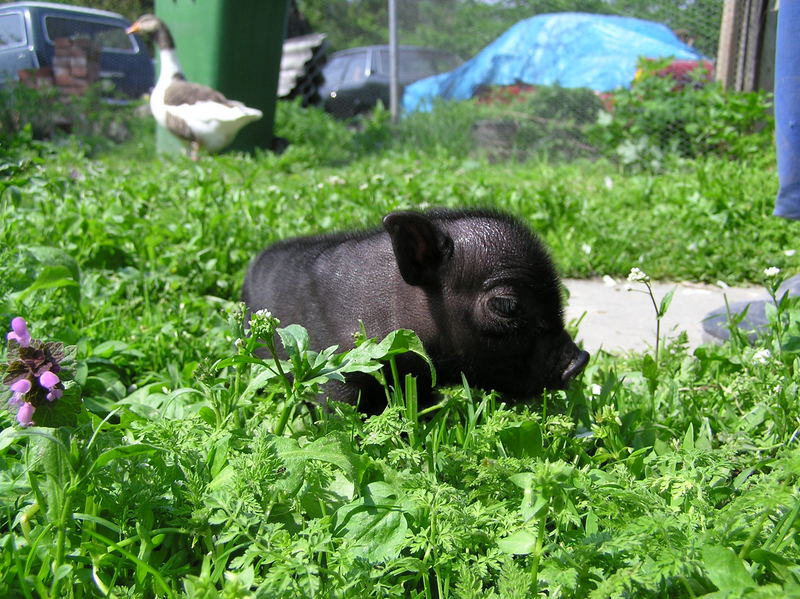 Hängebauchschwein