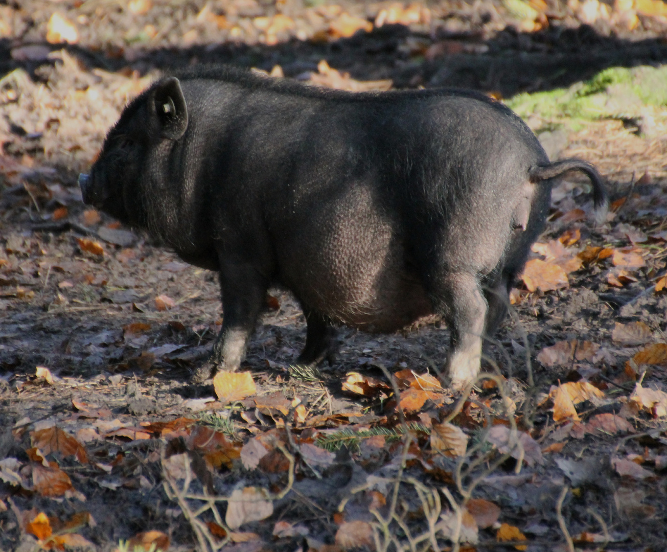 Hängebauchschwein