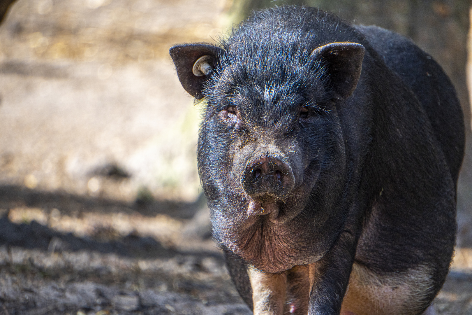 Hängebauchschwein