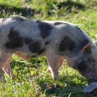 Hängebauchschwein Frischling