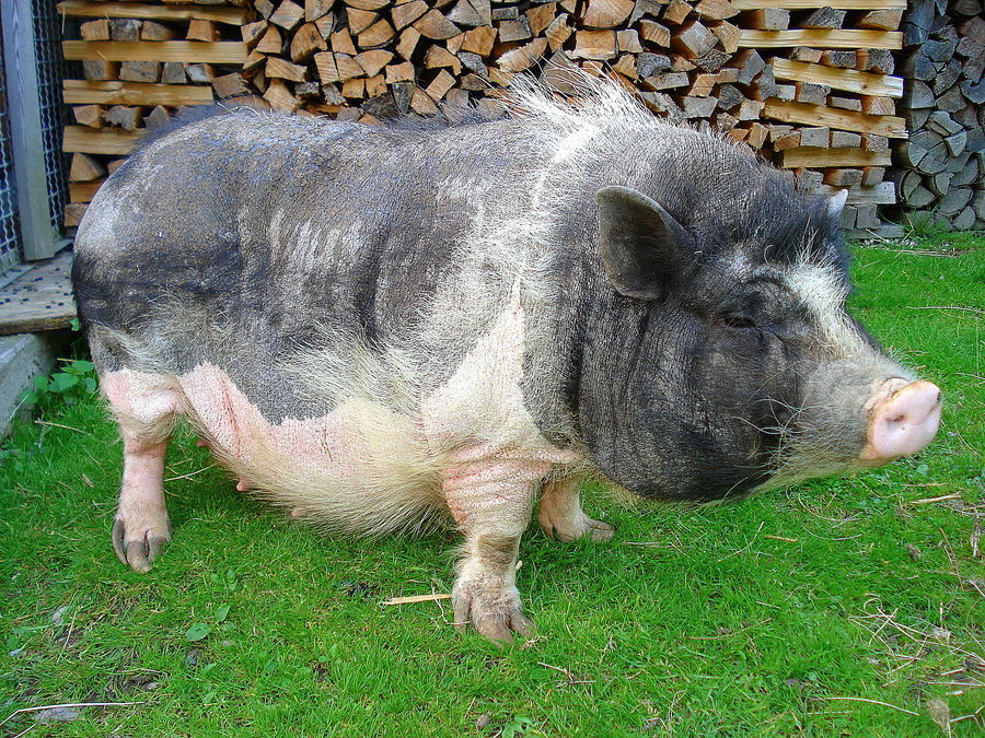 Hängebauchschwein Gerti