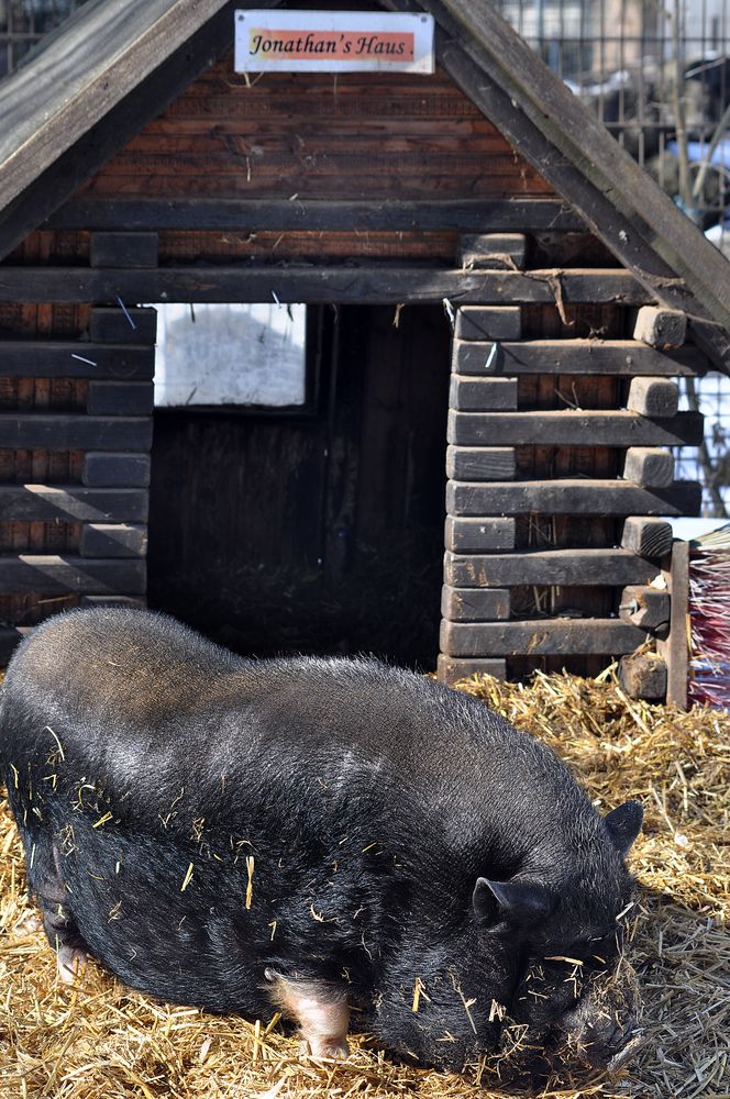 Hängebauchschwein Jonathan